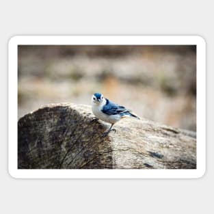 "White-Breasted Nuthatch" Sticker